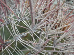Ferocactus emoryi rectispinus