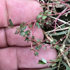 Euphorbia vermiculata