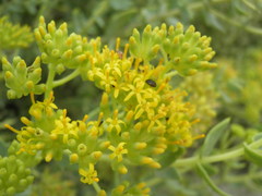 Coulterella capitata