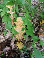 Orobanche laxissima