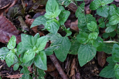 Dicliptera brachiata