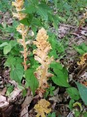 Orobanche laxissima