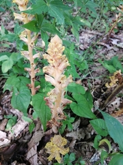 Orobanche laxissima
