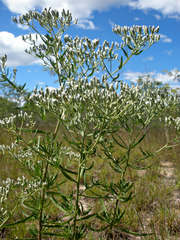 Eupatorium torreyanum