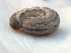 Prodeniini