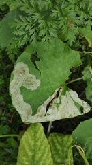 Acidia cognata