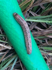 Prodeniini