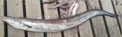 Conehead Eel photo 2