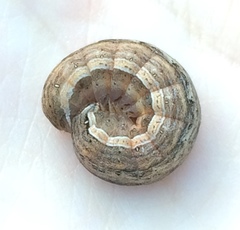 Prodeniini