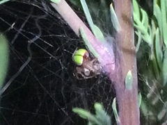 Araneus detrimentosus