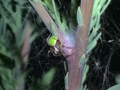 Araneus detrimentosus