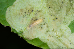 Acidia cognata
