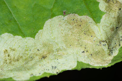 Acidia cognata