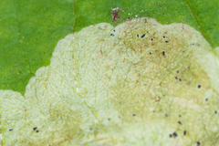 Acidia cognata