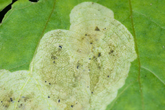 Acidia cognata