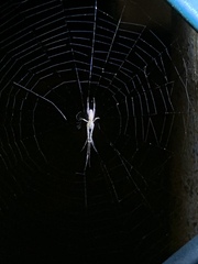 Araneidae