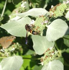 Parancistrocerus histrio