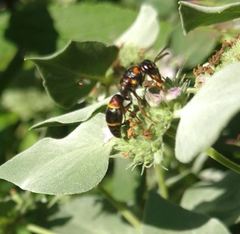 Parancistrocerus histrio