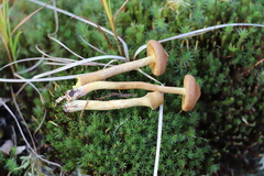 Cortinarius tubarius