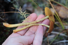 Cortinarius tubarius