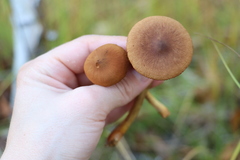 Cortinarius tubarius
