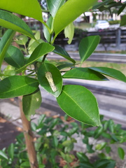 Papilio demoleus malayanus