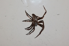 Araneus diadematus