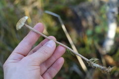 Phaeonematoloma myosotis
