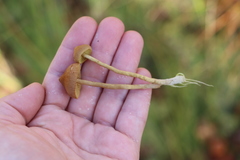 Cortinarius tubarius
