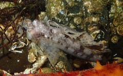 Nautichthys oculofasciatus