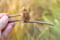 Phaeonematoloma myosotis