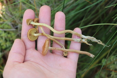Cortinarius tubarius