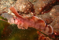 Nautichthys oculofasciatus