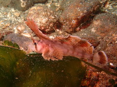 Nautichthys oculofasciatus