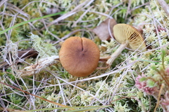 Cortinarius tubarius