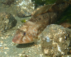 Hexagrammos stelleri
