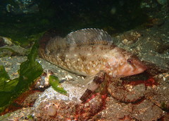 Hexagrammos stelleri
