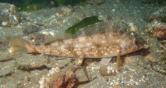 Hexagrammos stelleri