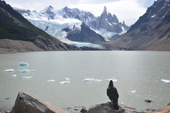 Daptrius albogularis