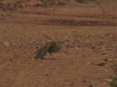 Certhilauda curvirostris brevirostris