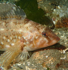 Hexagrammos stelleri
