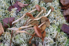 Cortinarius tubarius