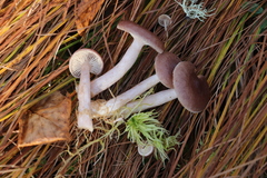 Lactarius vietus