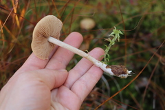 Hebeloma incarnatulum