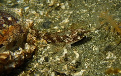 Odontopyxis trispinosa