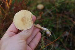 Hebeloma incarnatulum