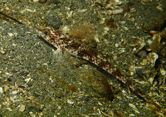 Odontopyxis trispinosa