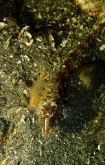 Odontopyxis trispinosa