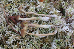 Cortinarius tubarius