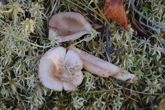 Lactarius vietus